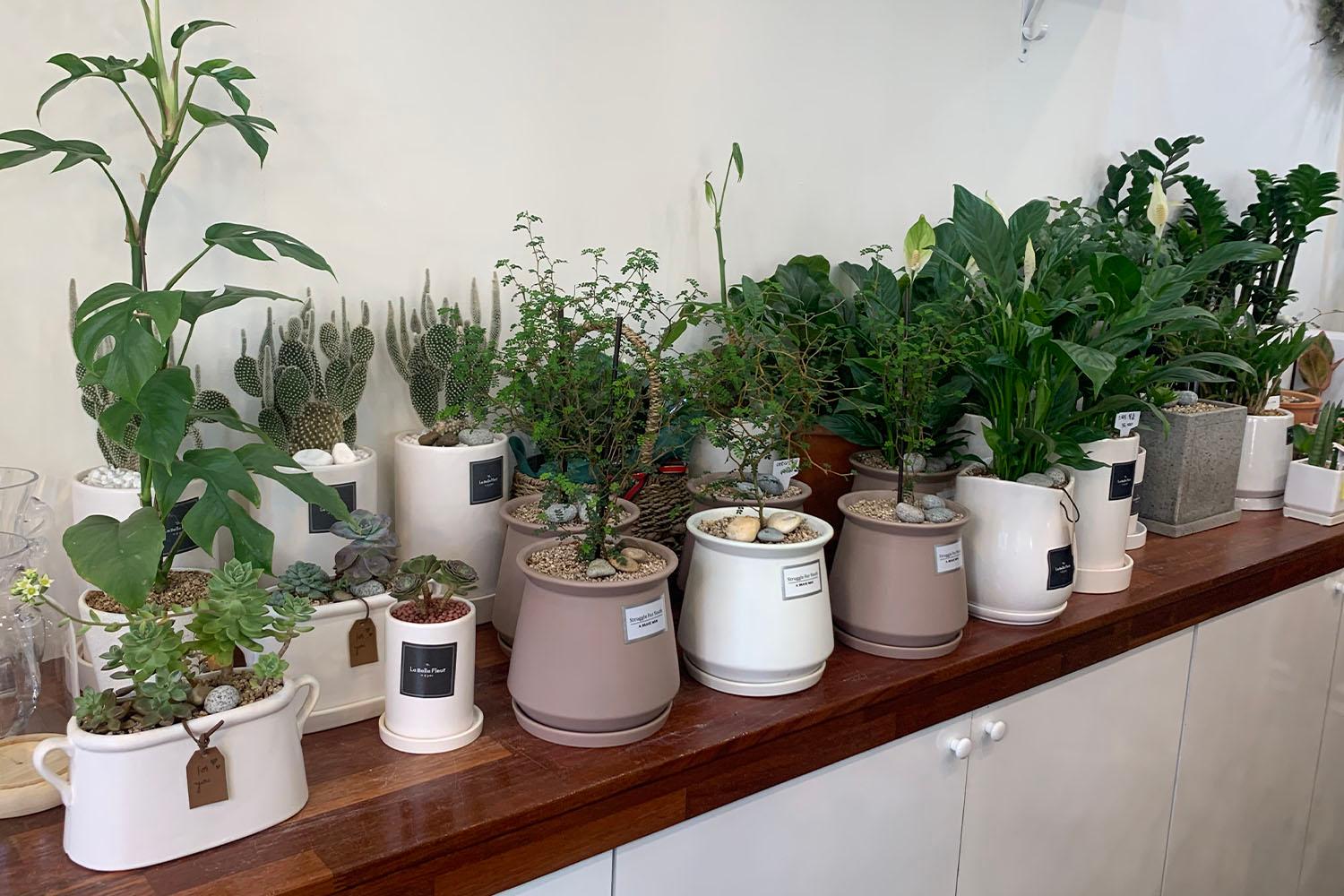 กระถางต้นไม้หลากชนิดและดีไซน์ที่จัดเรียงบนตู้ในร้านดอกไม้ที่ชินชน ประเทศเกาหลีใต้