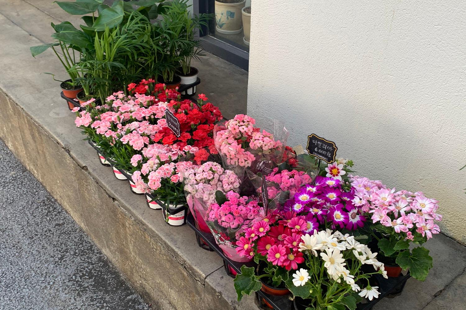 พืชในกระถางสีขาวหลากหลายชนิดที่วางบนโต๊ะในร้านดอกไม้ที่ชินชน ประเทศเกาหลีใต้