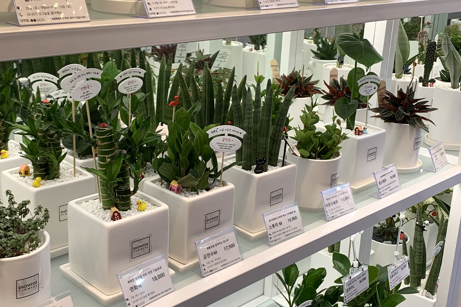 SNOWFOX FLOWRS (스노우폭스플라워 신촌점) sinchon cửa hàng hoa chậu cây đá