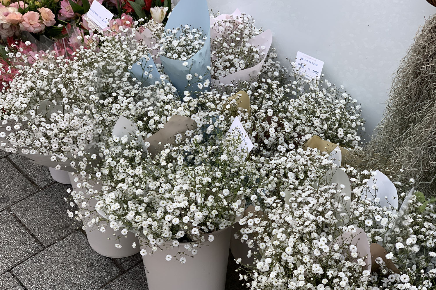 SNOWFOX FLOWRS (스노우폭스플라워 신촌점) sinchon cửa hàng hoa hoa baby