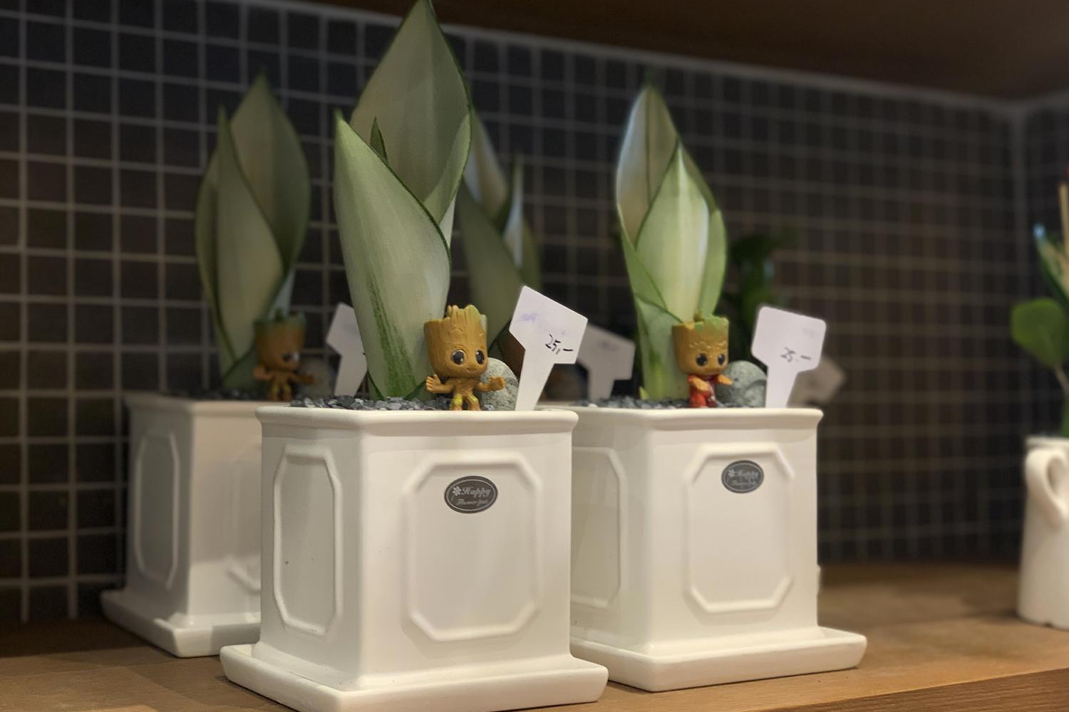 cây cảnh ở cửa hàng Harry's Flower Market