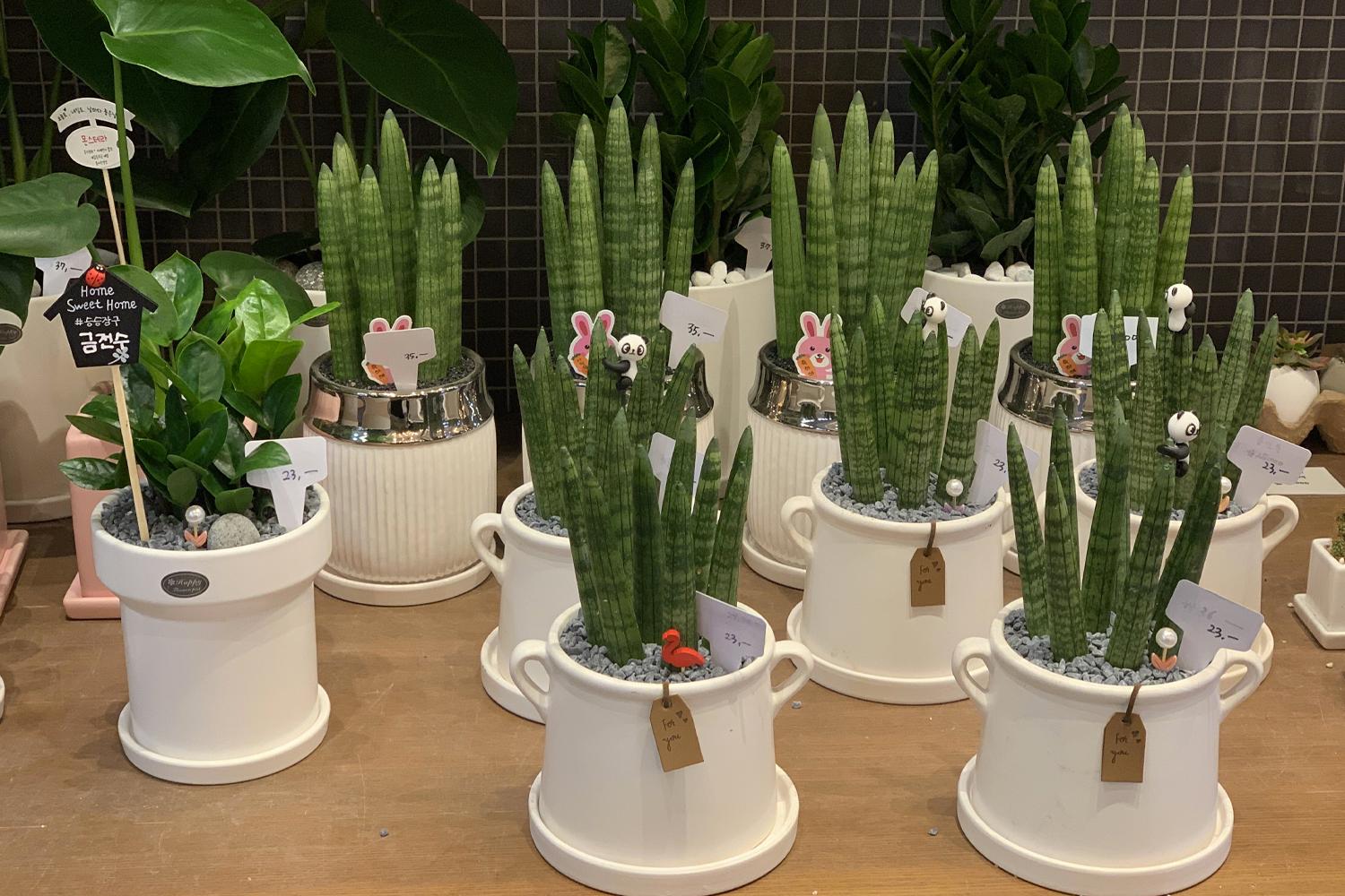 chậu cây ở cửa hàng Harry's Flower Market