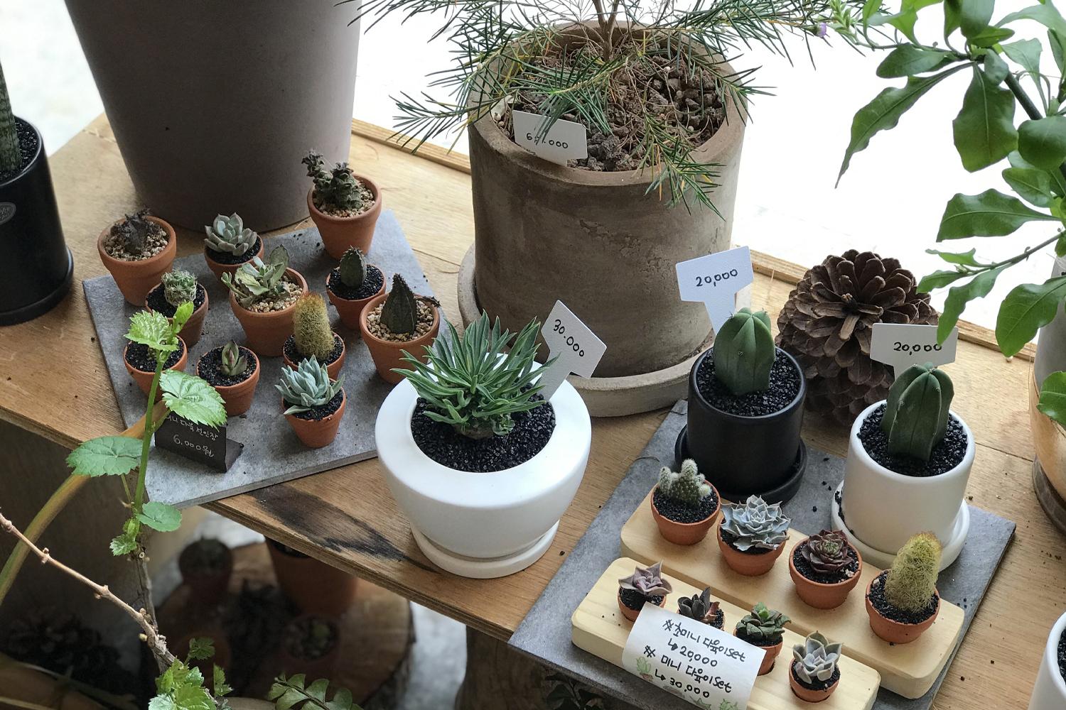 cây cảnh ở Flo-Louge