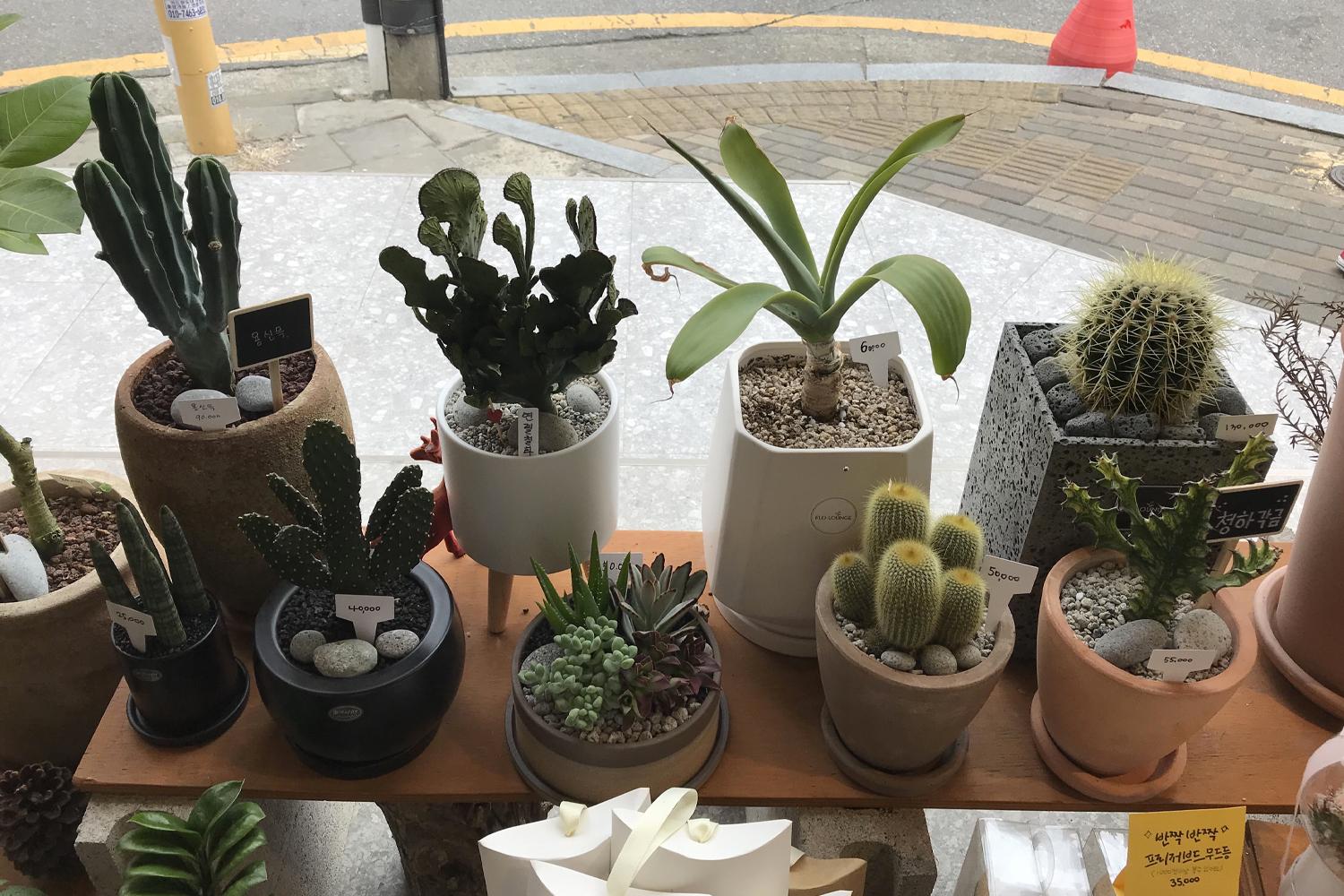 cây cảnh ở Flo-Louge