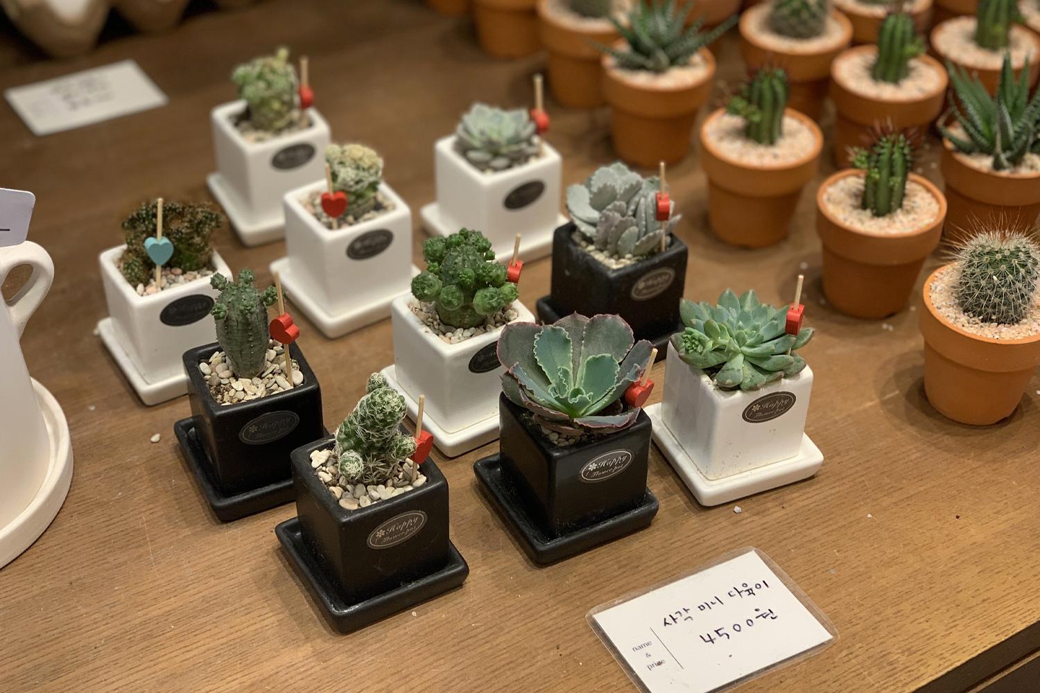 cây xương rồng ở cửa hàng Harry's Flower Market