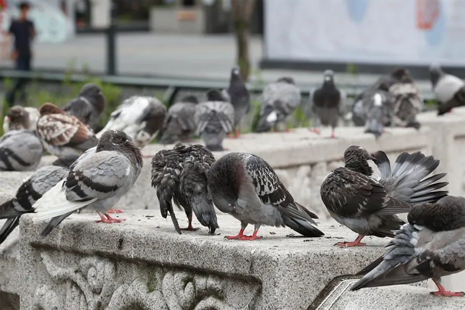 一群鴿子在戶外場景中的圖片，說明韓國用 '바람 맞다' 表示放鴿子的表達。