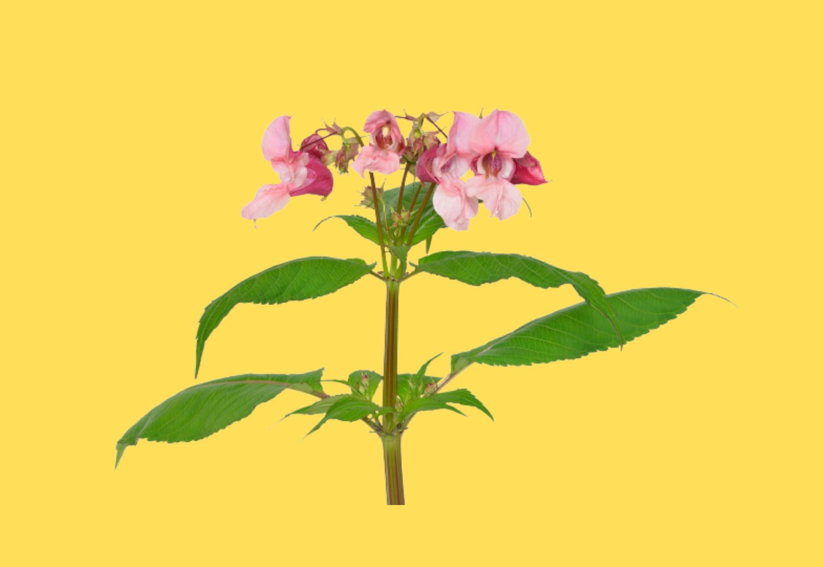 韓国迷信、迷信、韓国恋愛、韓国結婚、韓国文化、韓国彼氏、日韓カップル、韓国人彼氏、恋愛迷信