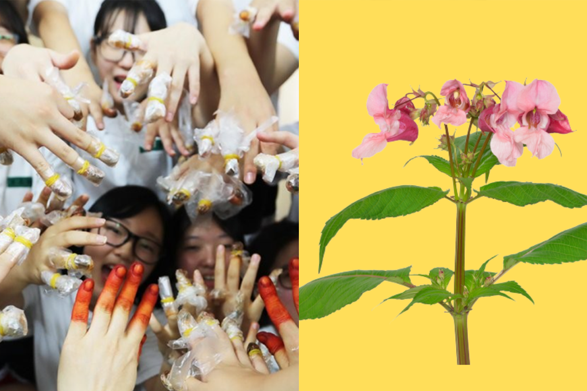 臺灣小孩將鳳仙花染到指甲上的照片