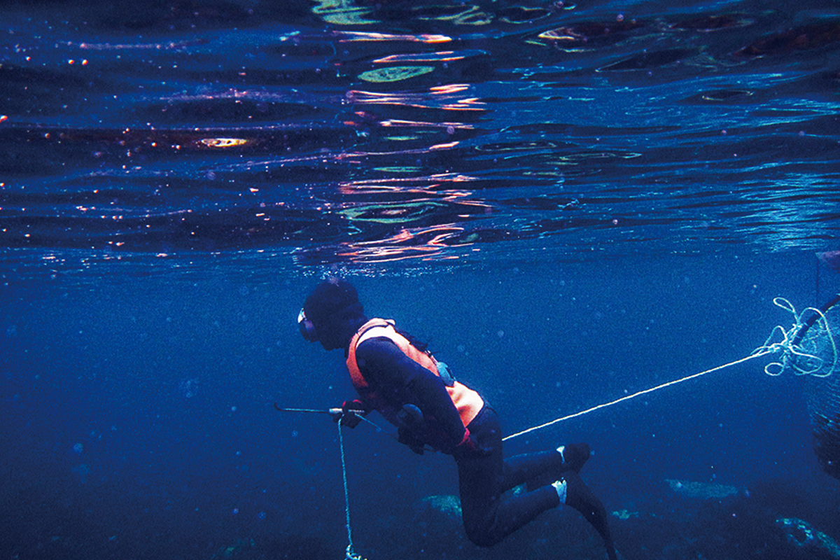 Haenyeo menangkap ikan di laut