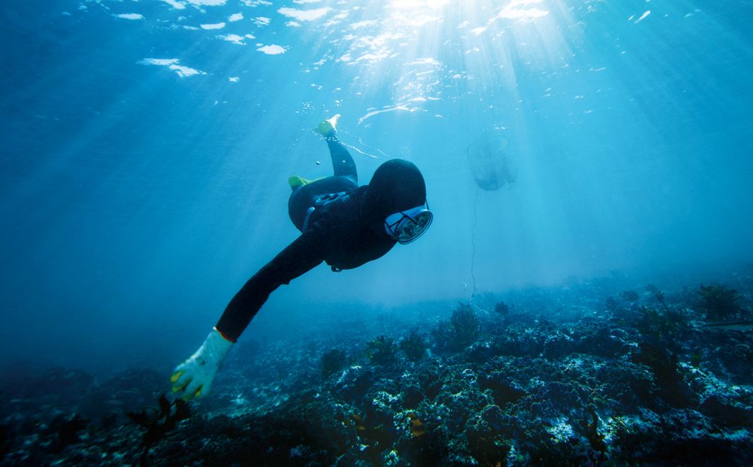 Haenyeo plongeant dans l'océan à Jeju pour récolter des créatures marines