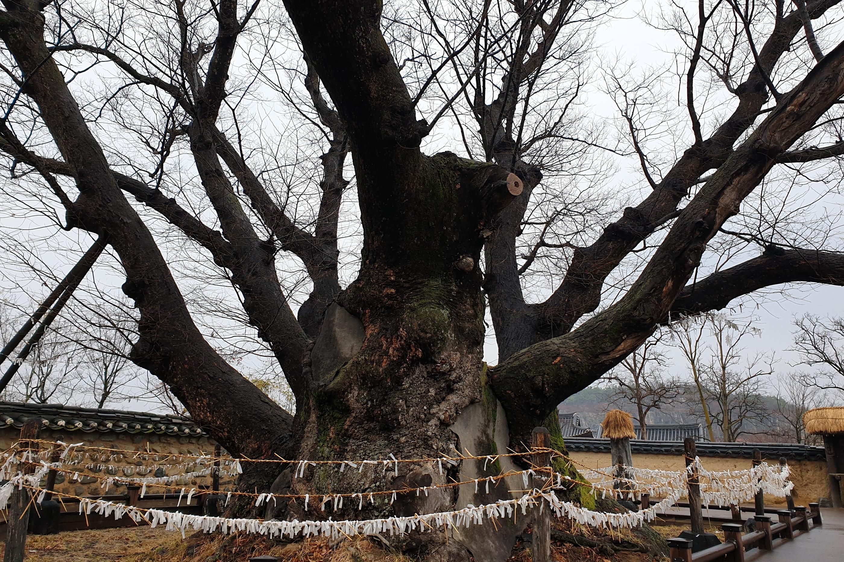 韓国、安東、韓国安東、韓国アンドン、アンドン、安東チムタク、チムタク、塩サバ、チムタクコルモク、月映橋、韓国地方旅行、ハフェマウル、河回マウル、河回、ハフェ、韓屋ステイ、韓屋、韓屋カフェ