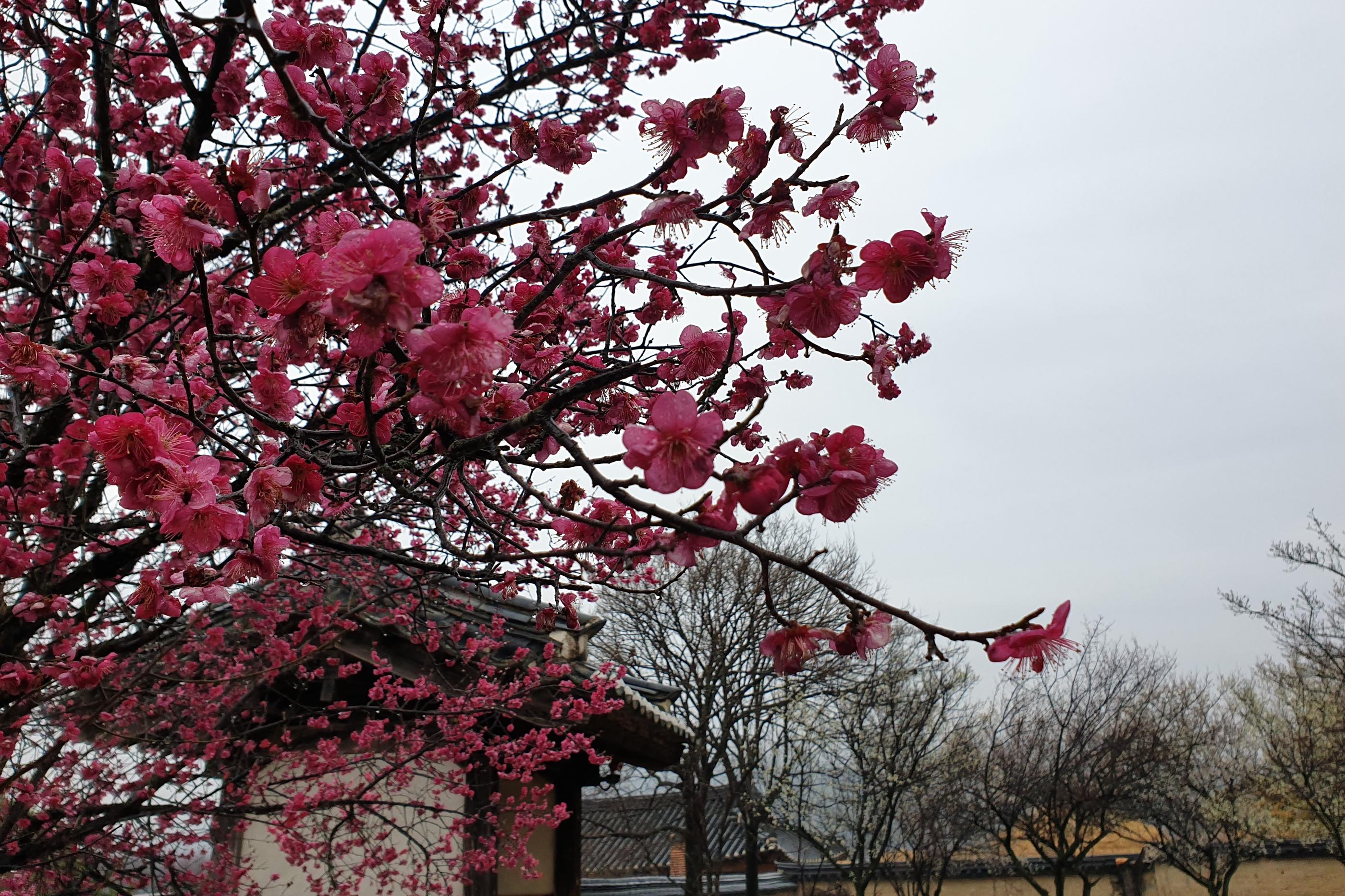 韓国、安東、韓国安東、韓国アンドン、アンドン、安東チムタク、チムタク、塩サバ、チムタクコルモク、月映橋、韓国地方旅行、ハフェマウル、河回マウル、河回、ハフェ、韓屋ステイ、韓屋、韓屋カフェ