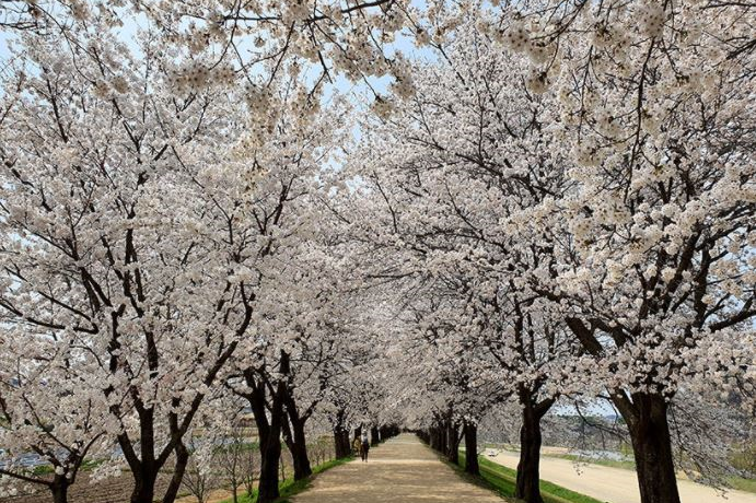 韓国、安東、韓国安東、韓国アンドン、アンドン、安東チムタク、チムタク、塩サバ、チムタクコルモク、月映橋、韓国地方旅行、ハフェマウル、河回マウル、河回、ハフェ、韓屋ステイ、韓屋、韓屋カフェ