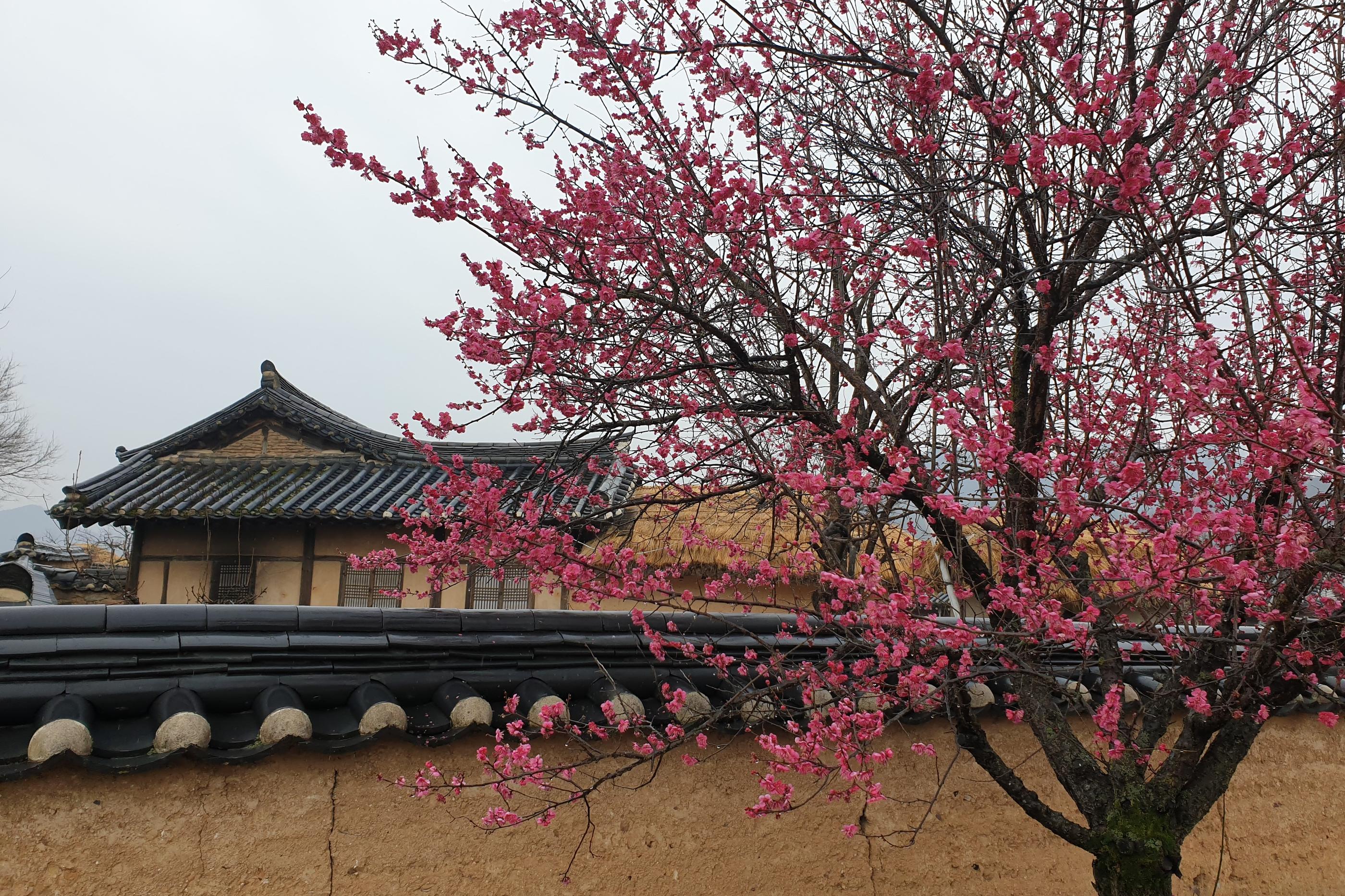 韓国、安東、韓国安東、韓国アンドン、アンドン、安東チムタク、チムタク、塩サバ、チムタクコルモク、月映橋、韓国地方旅行、ハフェマウル、河回マウル、河回、ハフェ、韓屋ステイ、韓屋、韓屋カフェ