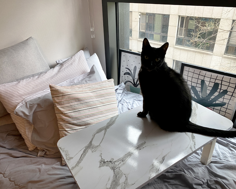 black cat sitting on top of a white marble folding table