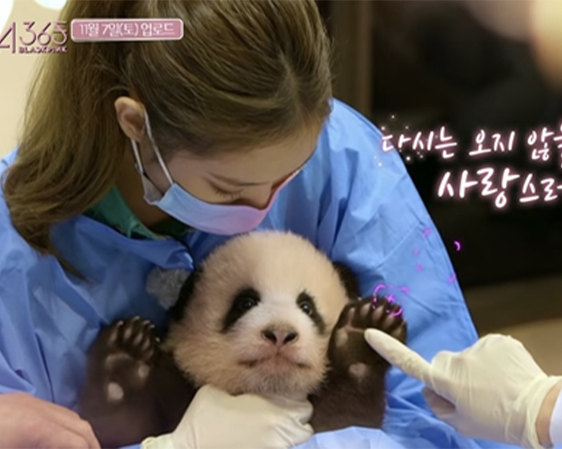 BLACKPINK Jennie 希望成為熊貓飼養員，與熊貓親密互動中。