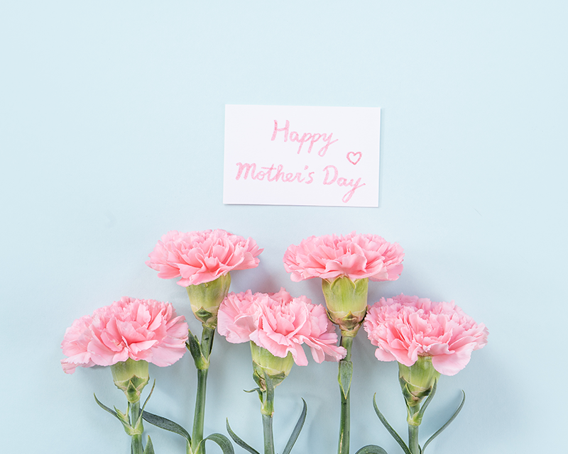 Beautiful light pink carnations for Parents