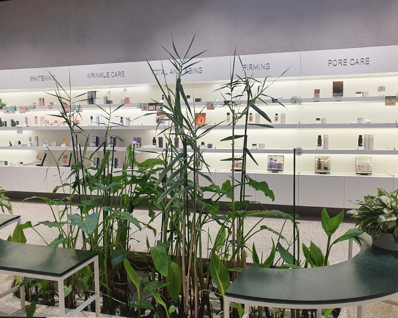 Innisfree green cycle store plants skincare