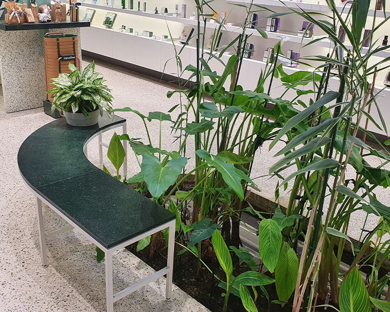 Innisfree green cycle store plants interior