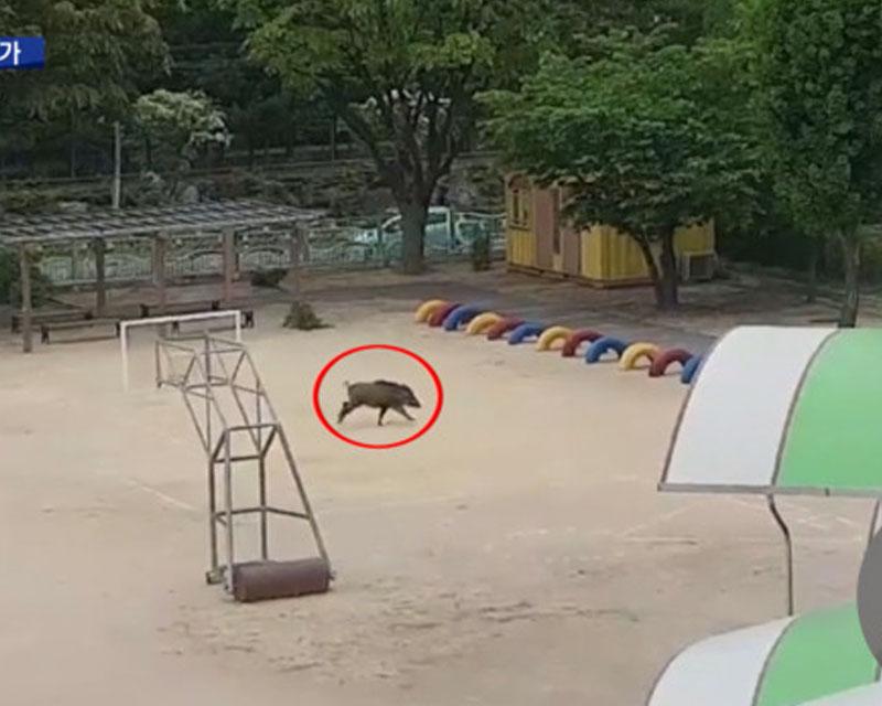 หมูป่าในสนามเด็กเล่น