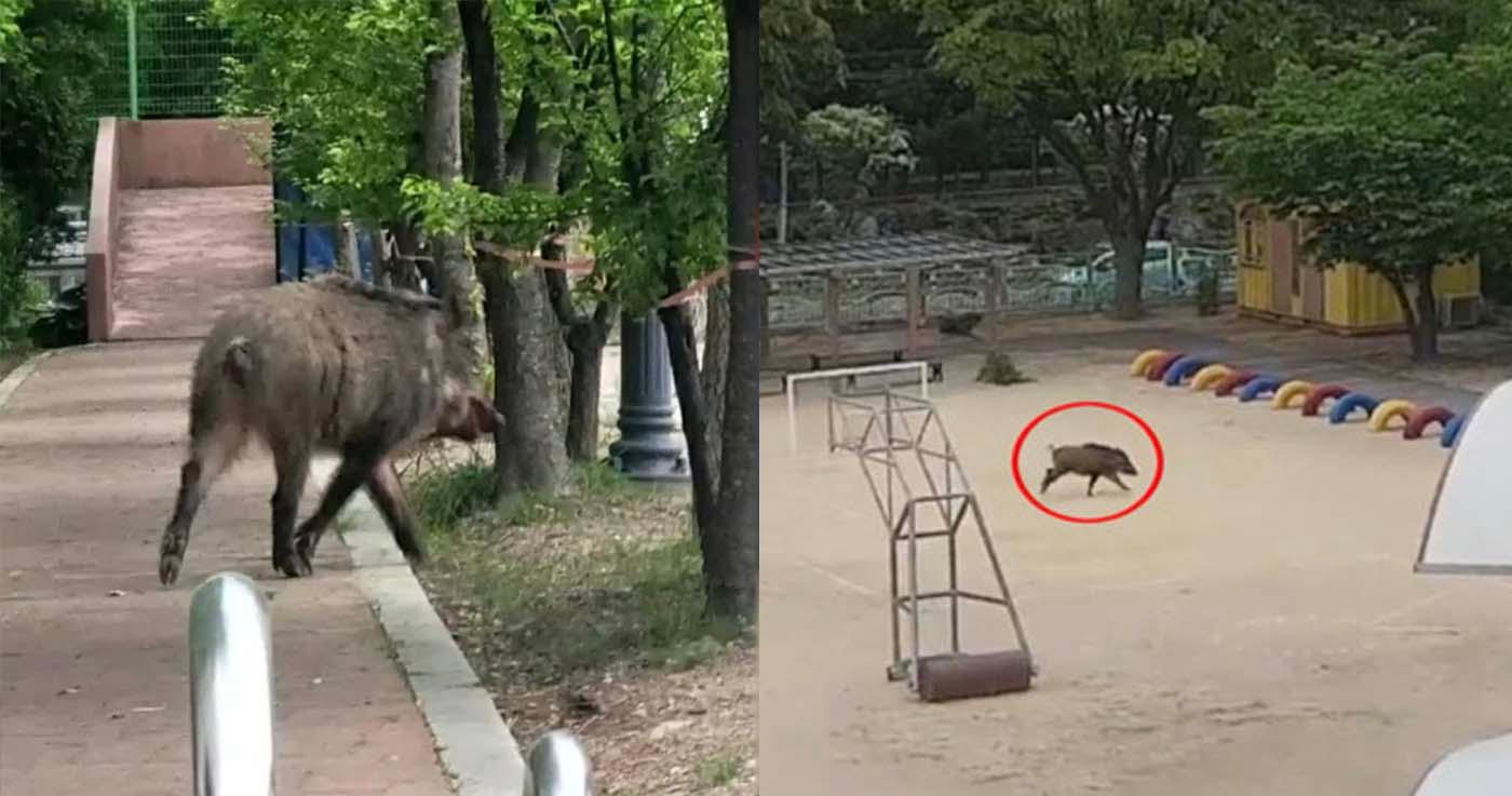 เกิดเหตุหมูป่าบุกเข้าโรงเรียนประถม