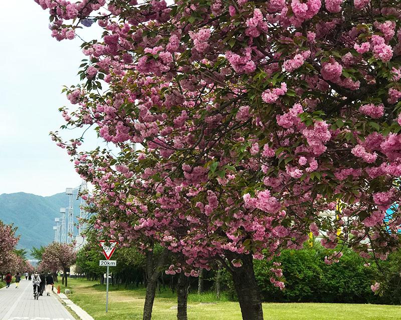 韓國京畿道河南市開滿粉紅色花朵的步道，遊客在此漫步。