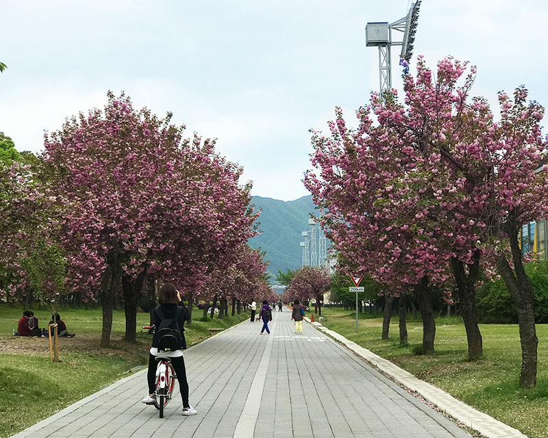 Cherry blossoms at Misari Speedboat Park Hanam
