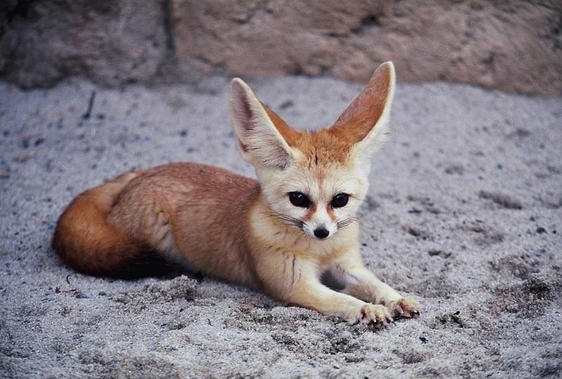 韓国芸能、韓国文化、韓国芸能人、K-POP、韓国アイドル、韓国芸能事務所、顔の傾向、ユン・ドゥジュン、ユク・ソンジェ、イ・ビョンホン、スイカ顔、SM、テヨン、アイリーン、シウォン、馬顔、GD顔、YG、ソン・ミンホ、ソ・ガンジュン、チャ・ウヌ、ウン・ソンウ、パク・ボゴム