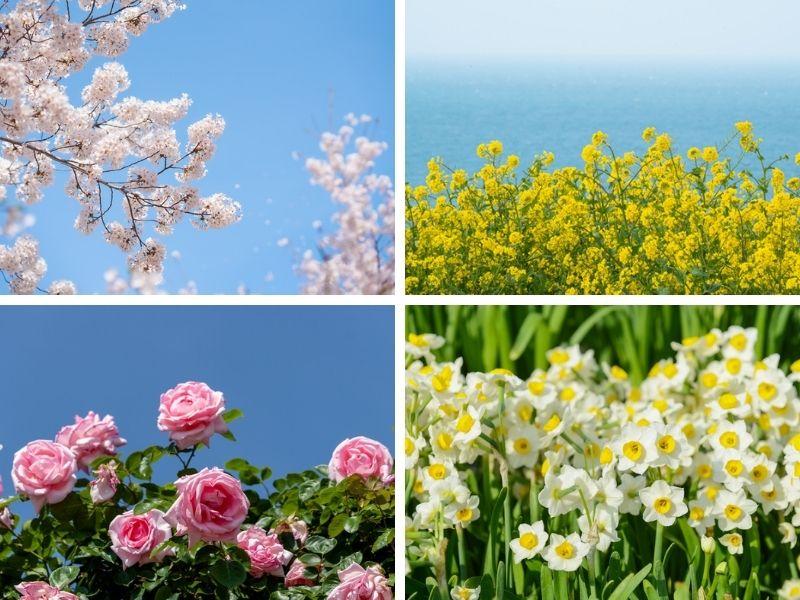 Rất nhiều lễ hội hoa ở hàn quốc