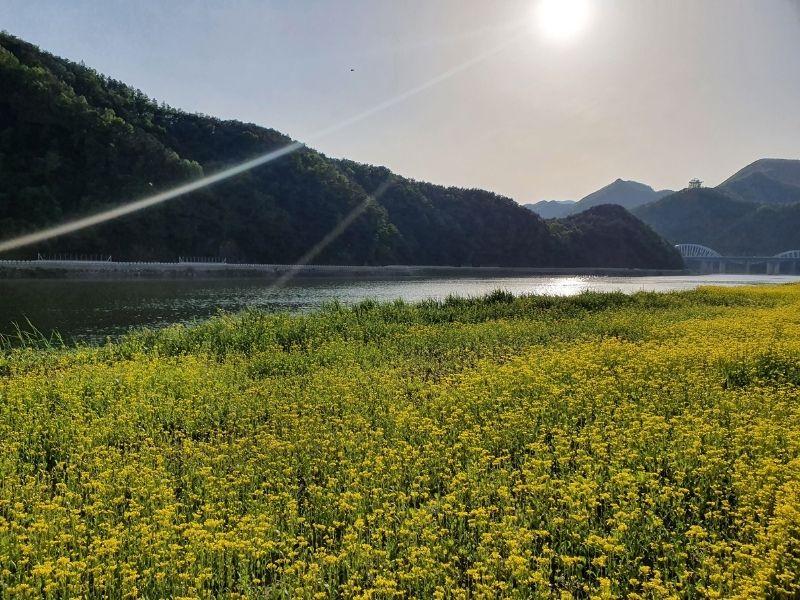 Rose Tunnel: ทันยาง | ทุ่งดอกไม้