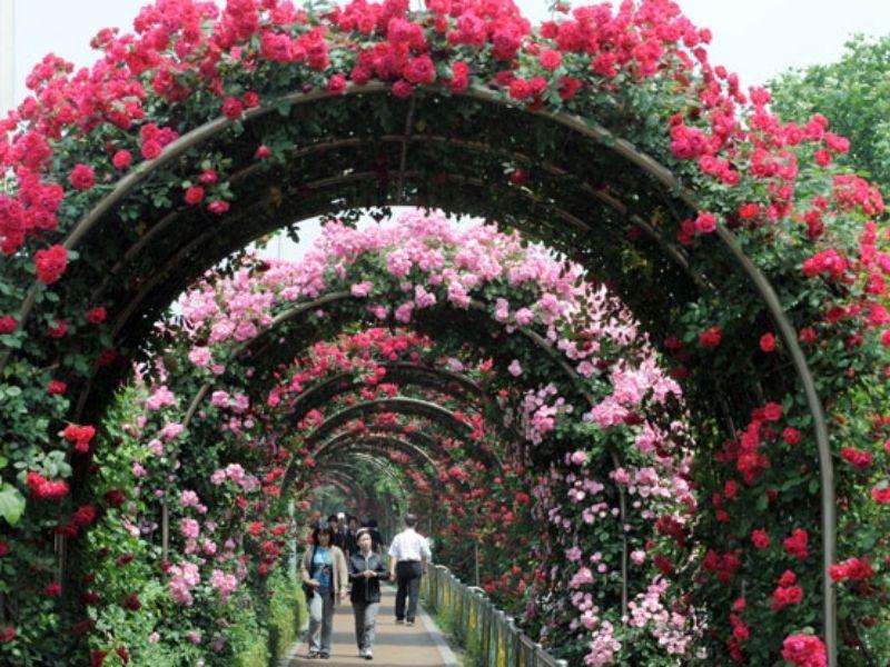 Rose Tunnel: ทันยาง | อุโมงค์กุหลาบ