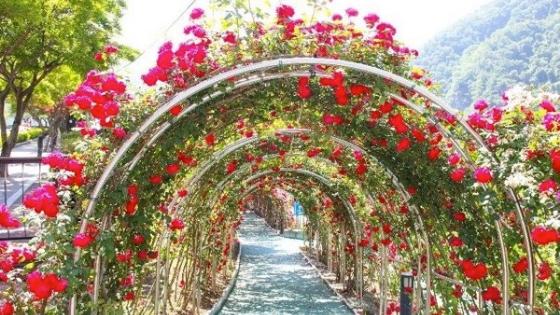 Rose Tunnel | The Most Beautiful Tunnel In Danyang-thumbnail