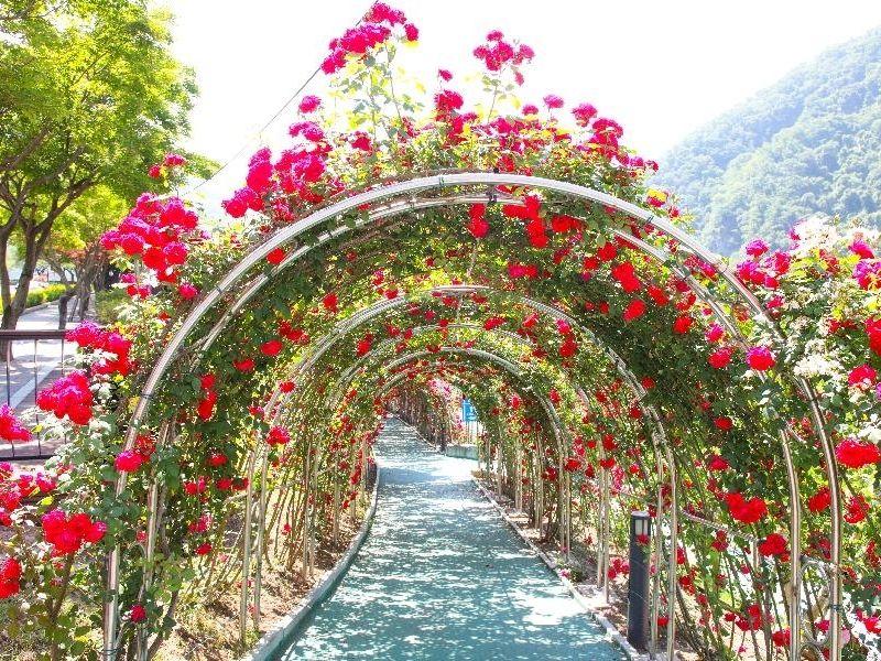 Rose Tunnel: ทันยาง | อุโมงค์ดอกไม้