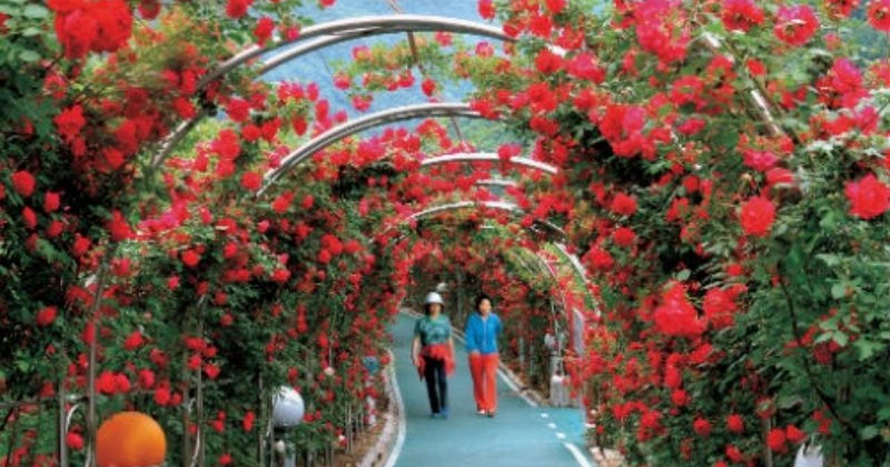 丹陽「玫瑰隧道」介紹