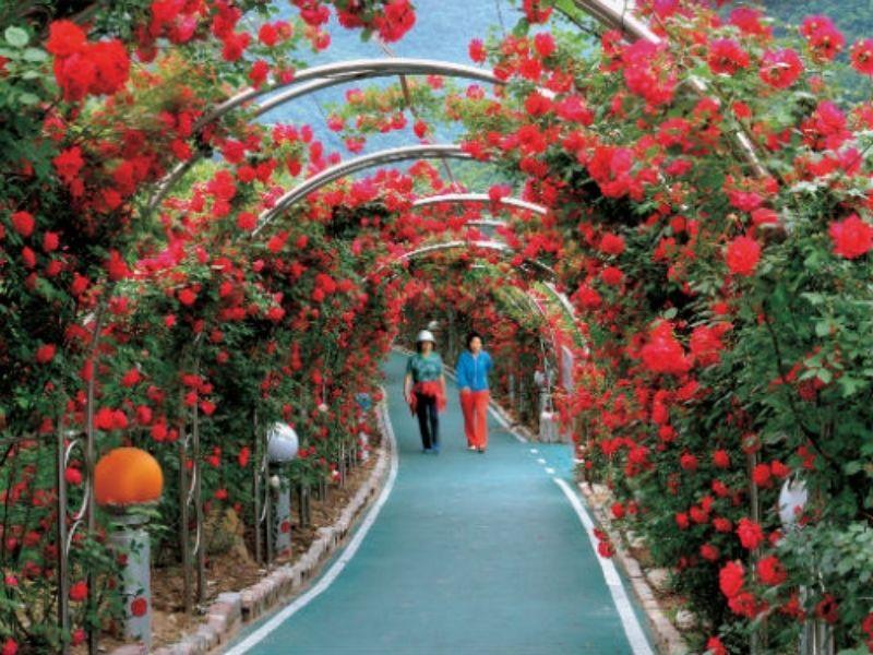 Rose Tunnel: อุโมงค์กุหลาบทันยาง | ข้อมูล