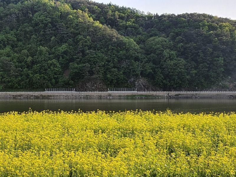 Rose Tunnel: ทันยาง | ดอกคาโนลา