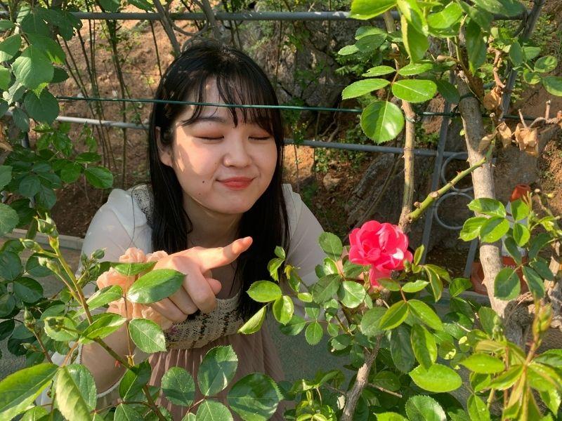 Rose Tunnel: ทันยาง | ดอกกุหลาบ