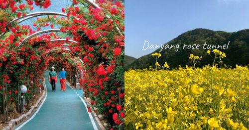 Danyang Rose Tunnel