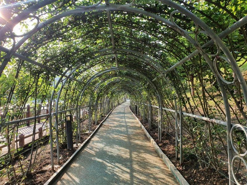 Rose Tunnel: ทันยาง | อุโมงค์