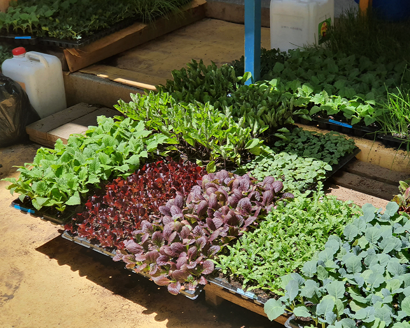 Vegetables being sold at Gugyeong Traditional Market