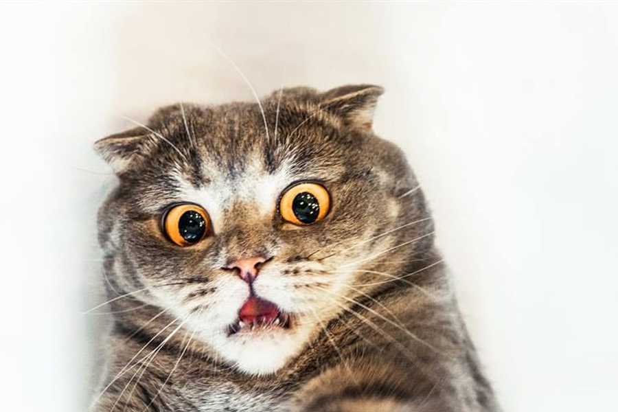 表情驚訝的貓咪大眼瞪著,紅嘴微張,顯示出意外的神情,背景簡單明亮,突顯貓咪的反應。