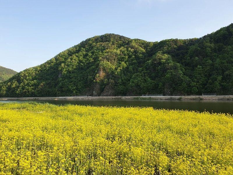 field of yellow canola flowers by river at rose tunnel in danyang south korea