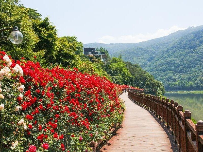roses in bloom at rose tunnel in danyang south korea