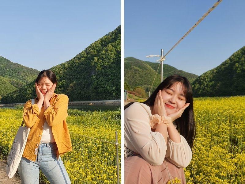side by side images of creatrip editors posing like flowers in front of field of yellow canola flower field at rose tunnel in danyang south korea