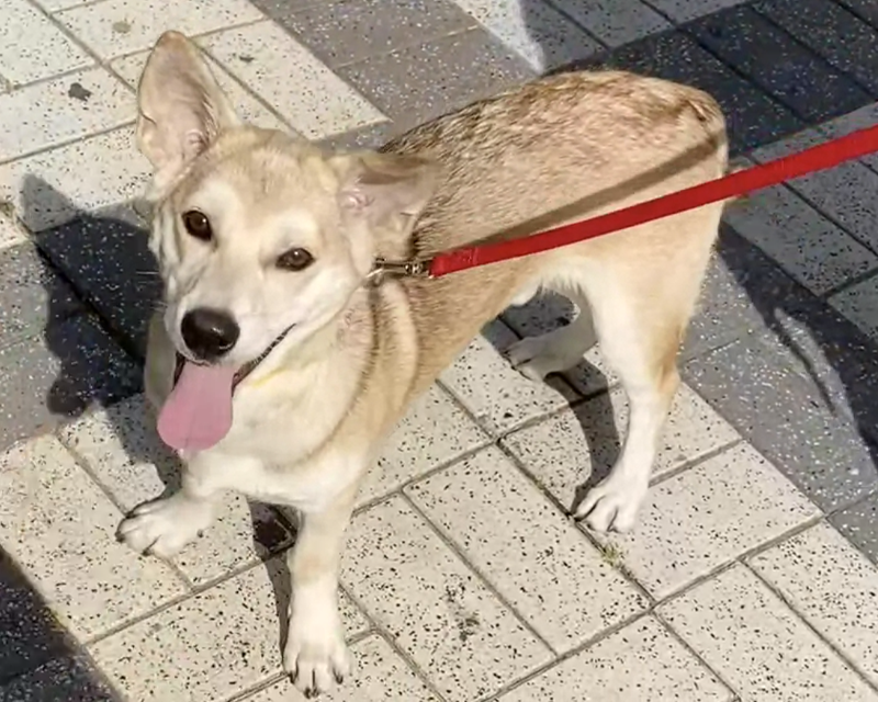 photo of bhava the dog