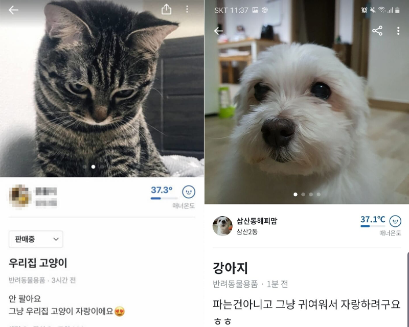 cute pet cat and dog photos posted on korean secondhand shopping app
