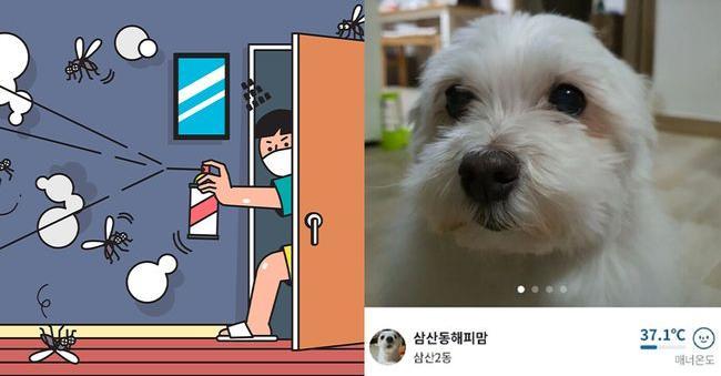 韓國二手交易平台趣事