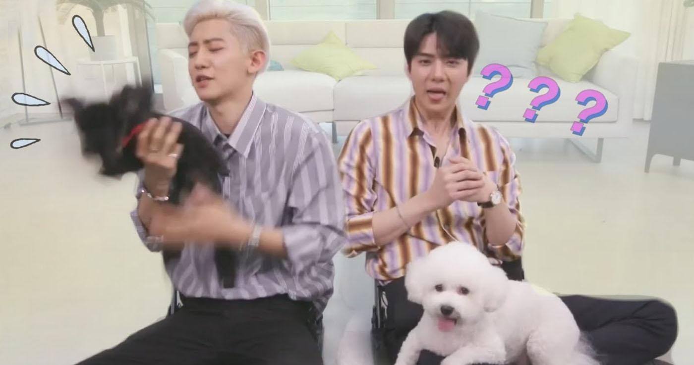 การเลี้ยงสัตว์ในเกาหลี