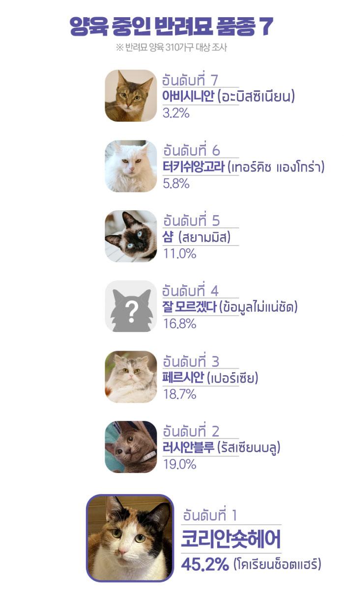 สายพันธุ์แมวยอดนิยมในเกาหลี