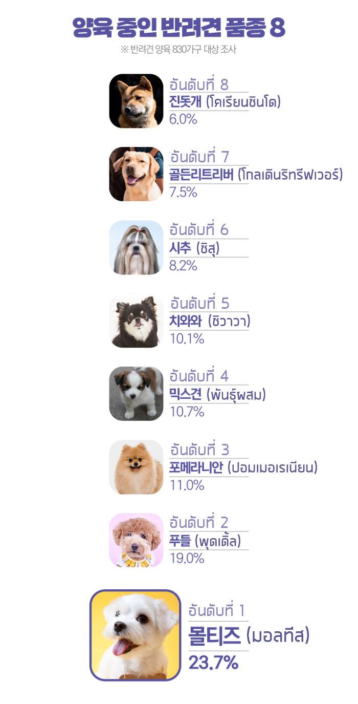 สายพันธุ์สุนัขยอดนิยมในเกาหลี